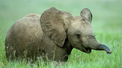Operaţiune inedită de salvare: Un pui de elefant, salvat dintr-o fântănâ VIDEO