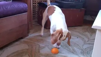 Un câine şi o portocală, reţeta perfectă pentru o doză de râs VIDEO