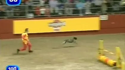 Cel mai rapid câine din lume VIDEO
