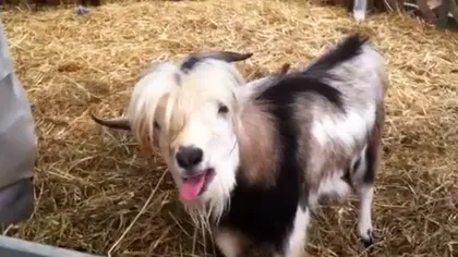 O capră ciudată: Cotcodăceşte ca o găină VIDEO