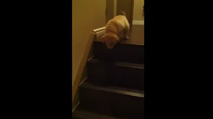 Cum învaţă un căţel să coboare scările VIDEO