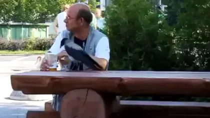 O cioară însetată are o reacţie adversă la bere VIDEO