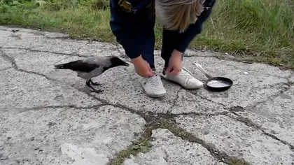 O cioară şmecheră: Ce face pasărea pentru a fura o tigaie VIDEO