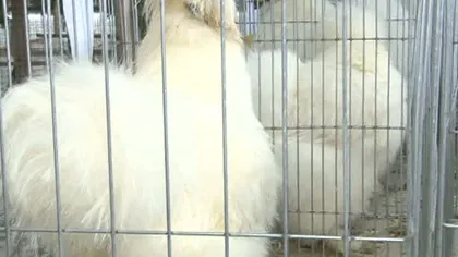 Găina cu blană, atracţia expoziţiei de păsări exotice de la Piteşti VIDEO