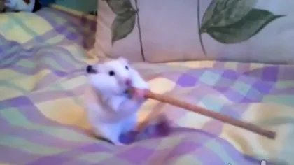 AMUZANT: Cel mai lacom hamster din lume. Mănâncă un sticks de trei ori mai mare decât el VIDEO