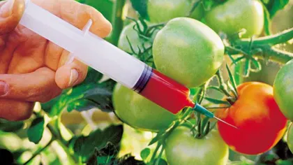 UE îngheaţă aprobarea culturilor modificate genetic până în 2014