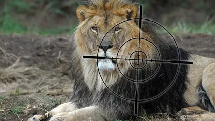 Fermele de creştere a leilor pentru trofee de vânătoare contribuie la extincţia speciei din Africa