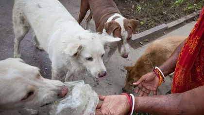 Caz fără precedent pentru poliţia din India: Un câine maidanez a furat peste 7.000 de dolari