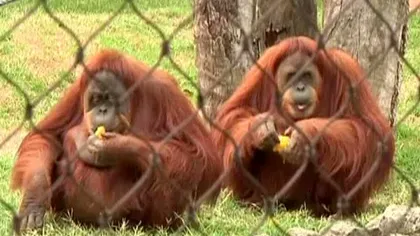 Animalele de la grădina zoologică din Rio de Janeiro au un regim special, de caniculă VIDEO