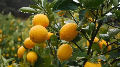 Lămâia dulce: Fructul delicios combinat cu mandarina FOTO