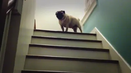 Cum urcă scările un câine: Metoda amuzantă a unui mops VIDEO