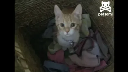 Pasiunea inedită a unei pisici pentru rufele murdare VIDEO