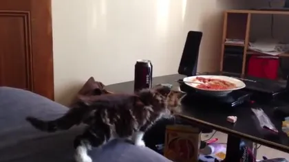 Cea mai perseverentă pisicuţă: Nu se lasă până nu reuşeşte VIDEO