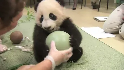 Cel mai drăgălaş pui de panda: Nu vrea sub nicio formă să se despartă de mingea lui VIDEO