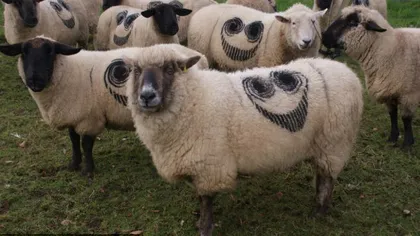 Bizar: Sute de oi din Anglia marcate cu o 