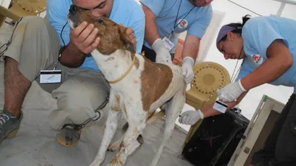 Aproape 10.000 de animale fără stăpân, sterilizate şi tratate de medicii Vier Pfoten în 2012