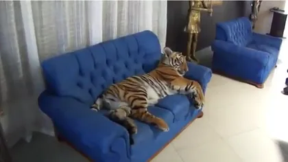 Un tigru sforăie pe canapea. Ai avea curaj să-l dai jos? VIDEO