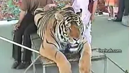 Un tigru este lovit cu bestialitate şi forţat să stea la poze VIDEO