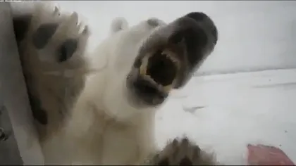 EXPERIENŢĂ ÎNFRICOŞĂTOARE: Cameramanul care a avut curaj să stea lângă un urs polar înfometat VIDEO