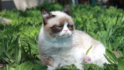 Celebra Grumpy Cat are propria versiune a Harlem Shake VIDEO