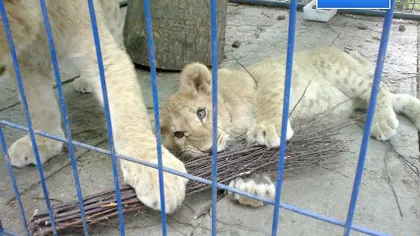 Primarul din Năvodari are propria grădină zoologică: Ultimul sosit este un pui de leu VIDEO
