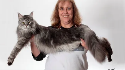 Cea mai lungă pisică din lume a murit din cauza cancerului FOTO