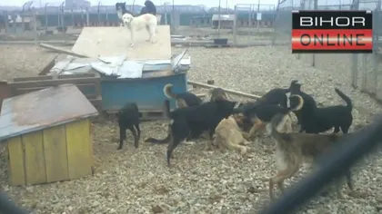 Anchetă la adăpostul de câini din Oradea, după ce au apărut imagini cu animale brutalizate VIDEO