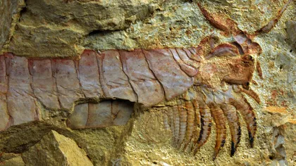 Fosilele unei creaturi înspăimântătoare, cu picioare sub cap, descoperite în China FOTO