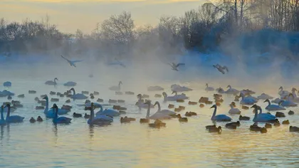 Adevăratul lac al lebedelor: Sute de păsări plutesc pe lacul care nu îngheaţă niciodată, în Siberia