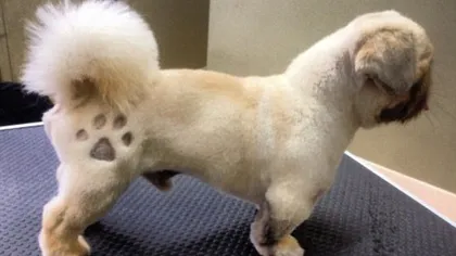 Tatuajul canin, cea mai nouă modă pentru patrupede FOTO