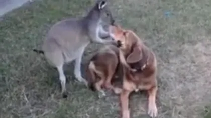 Un cangur adoră un câine şi nu îi este frică să arate VIDEO