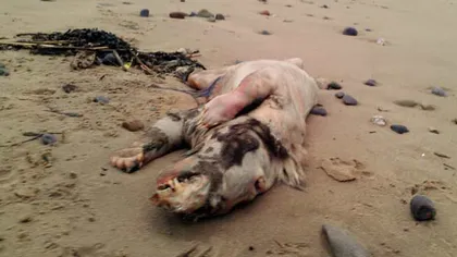 Bestia din Tenby: O creatură misterioasă a apărut pe o plajă britanică FOTO