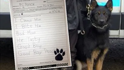 Un câine poliţist a fost OBLIGAT 