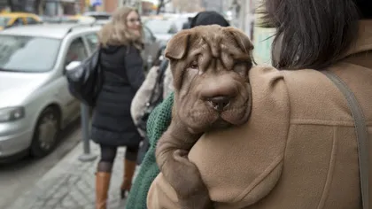 FOTOGRAFIA ZILEI: Un câine Shar Pei, surprins pe străzile Bucureştului