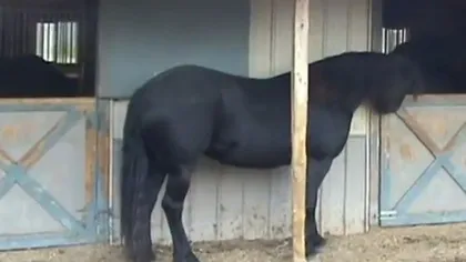 Calul HOUDINI: Animalul reuşeşte să evadeze dintr-un grajd, folosindu-se doar de DINŢI VIDEO