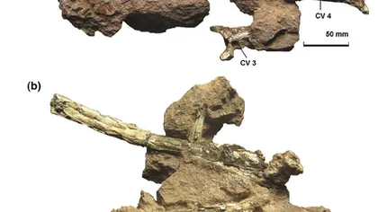 Paleontolog clujean: Fosilele de pterozaur descoperite la Sebeş-Glod, cele mai complete din Europa
