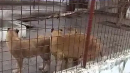 Leii şi urşii lui Nuţu Cămătaru vor fi duşi la Grădina Zoologică Bucov