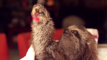 Gest emoţionant de prietenie: Puiul de leneş care îi oferă petale roz îngrijitoarei şi o mângâie