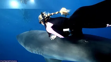 VIRAL pe Youtube: Cum înoată o femeie alături de un rechin ucigaş VIDEO