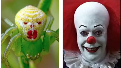 Un păianjen de speriat: Arată precum un clovn dintr-un film horror FOTO