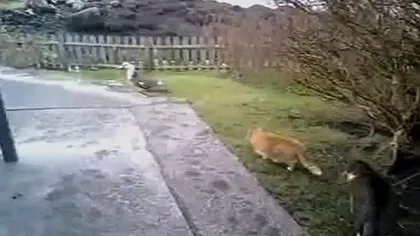 Cum se sabotează pisicile între ele, la vânătoare VIDEO