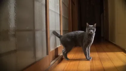 O pisică a găsit o metodă inedită de a bate la uşă VIDEO