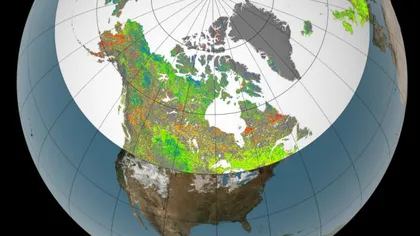 Zonele polare devin mai verzi: Cum se schimbă anotimpurile din cauza încălzirii globale FOTO