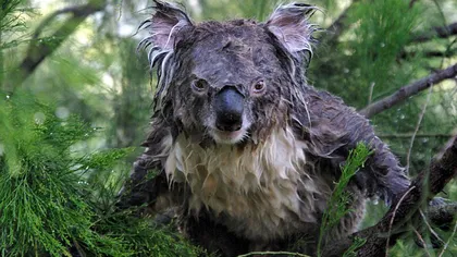 Cum arată un koala trezit din somn de furtunul cu apă FOTO