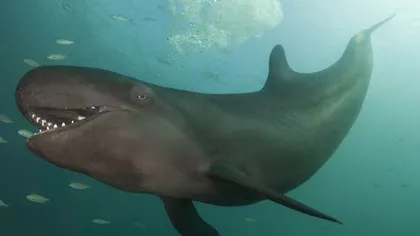 Hilar: Momentul în care o balenă îi zâmbeşte cu dinţii până la urechi unui scafandru GALERIE FOTO