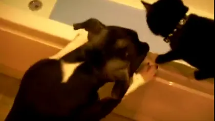 Răzbunarea câinelui: Împinge o pisică în cada plină cu apă VIDEO