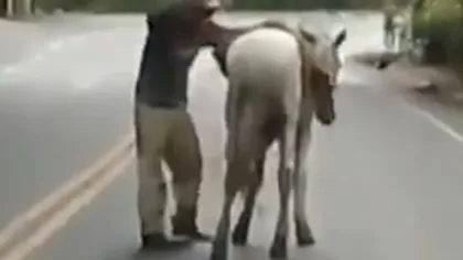 Râzi de te strici: Cum se chinuie un beţiv să urce pe cal VIDEO