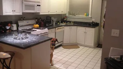 Hilar: Câinele care nu îşi lasă stăpânii să ÎNCHIRIEZE un apartament. Vezi ce a făcut FOTO