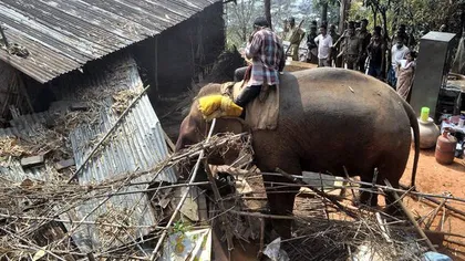 Buldozer cu TROMPĂ: Elefanţii indieni sunt folosiţi pentru a dărâma clădiri construite ilegal