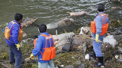13.000 de porci morţi, descoperiţi într-un râu din Shanghai